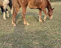 beginner-paint-horse