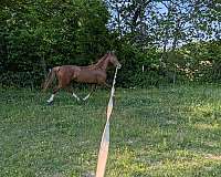warmblood-mare
