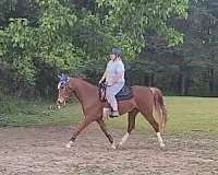 warmblood-horse-for-sale