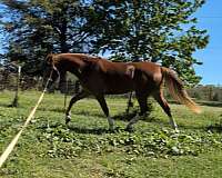 warmblood-horse