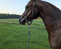 sport-working-colt