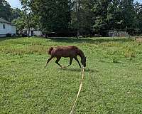 arabian-stallion