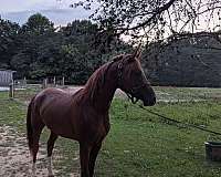 arabian-horse-for-sale