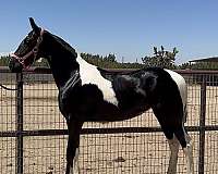 all-barock-pinto-horse