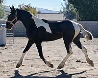 around-barock-pinto-horse