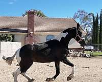 available-barock-pinto-horse