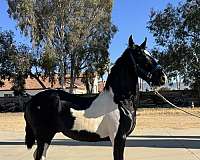 beauty-barock-pinto-horse