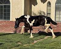 beginner-safe-barock-pinto-horse