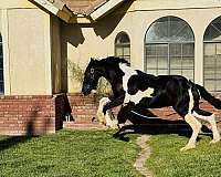beginner-safe-kid-pony-barock-pinto-horse