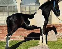 breeding-program-barock-pinto-horse