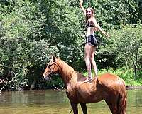 working-equita-quarter-horse