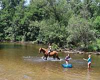 working-equita-gelding