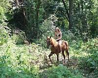 working-equita-horse