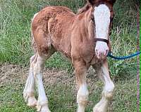bay-high-white-stockings-horse