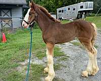bay-white-jaw-horse