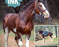 bay-cbusa-filly