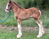 cbusa-filly
