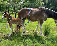 12-hand-clydesdale-filly
