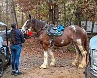12-hand-clydesdale-horse