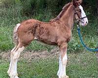 white-jaw-horse