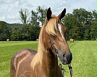 all-around-tennessee-walking-horse