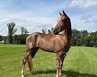 athletic-tennessee-walking-horse
