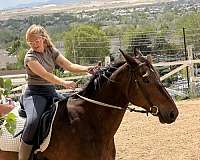 draft-horse-for-sale