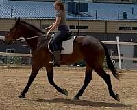 draft-gelding