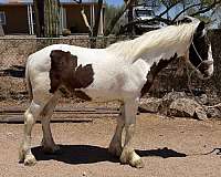 draft-ranch-draft-horse