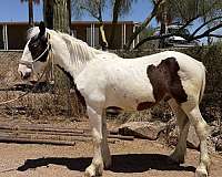 draft-ranch-gypsy-vanner-horse