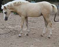 palomino-white-wpcsa-horse