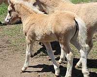 wpcsa-palomino-filly