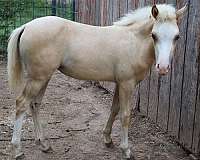 palomino-white-wpcsa-filly