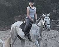 athletic-thoroughbred-horse