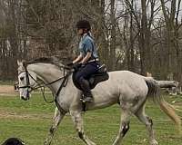 dressage-thoroughbred-horse
