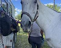 jumping-thoroughbred-horse