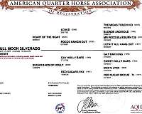 gay-holly-bars-gelding