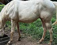 gay-bar-king-gelding
