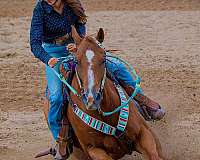 all-around-quarter-horse