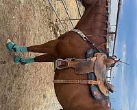 barrel-quarter-horse