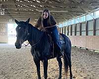 thoroughbred-mare