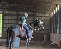 thoroughbred-horse-for-sale