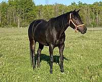 thoroughbred-horse