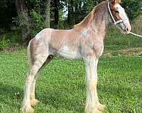 four-high-white-stockings-lits-of-body-splashes-horse
