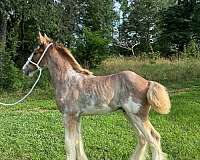 bay-four-high-white-stockings-lits-of-body-splashes-horse