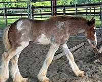 roan-clydesdale-stallion-clydesdale-horse