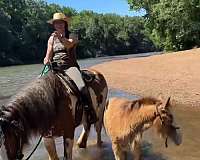 roan-clydesdale-stallion-horse