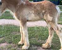 roan-clydesdale-stallion-colt