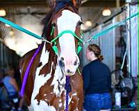 12-hand-clydesdale-colt