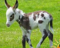 painted-donkey